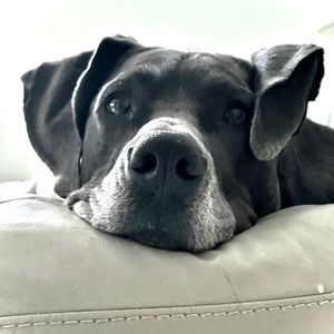 Meet your Posher, Kira